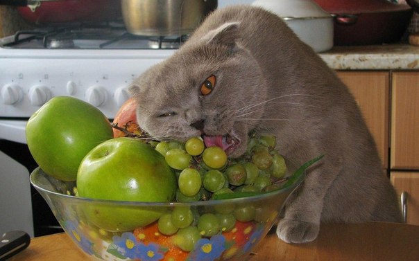 Кошка-мать обучает своих котят