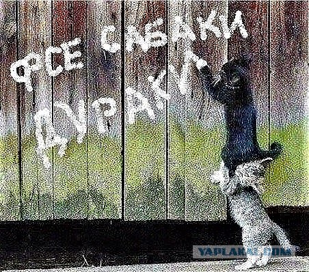 Котоюмор на ЯП. Веселые кото-картинки!