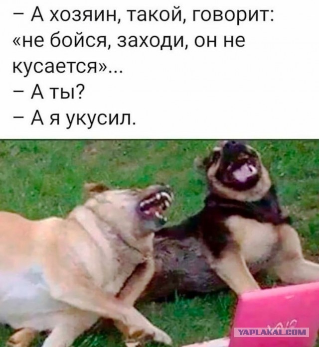 Хозяин: моя собачка добрая, она никого не укусит, нам намордник ни к чему