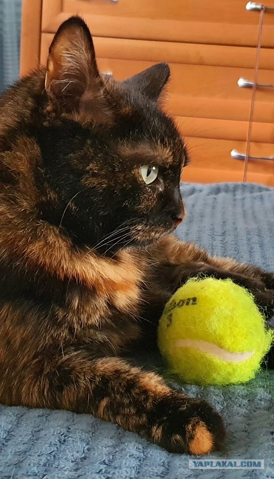 Котовторник! 16+ Коллеги-рабы, отмечаемся, у кого хозяину много лет!