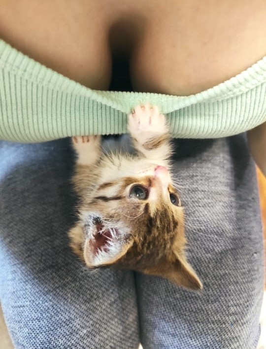 Всех с котовторником