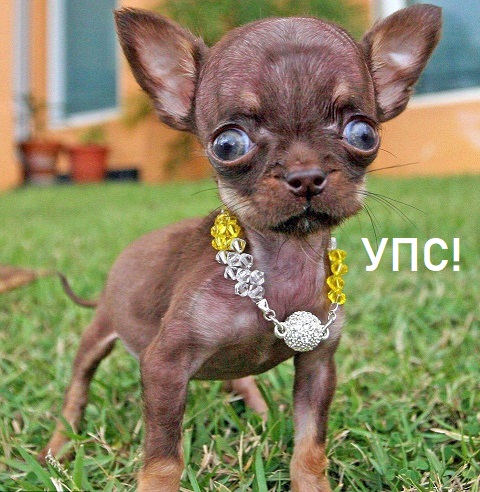 В России расширят список опасных пород собак