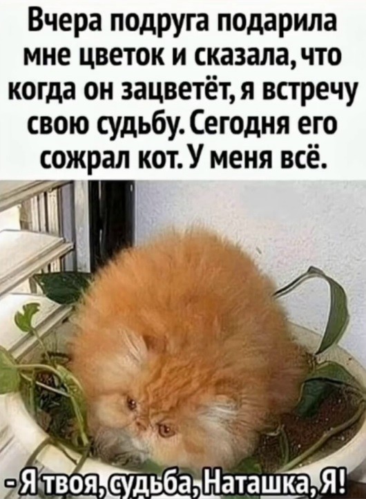 Картиночки, баянчики 15 июня