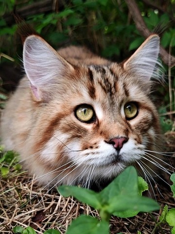 Котовторник
