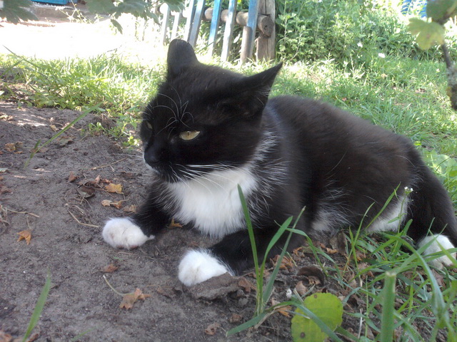 Котовторник 22.10.2013