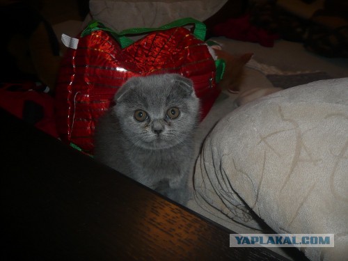 Пропал кот...