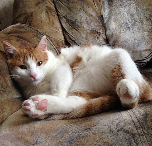 Котовторник 4.02.2014