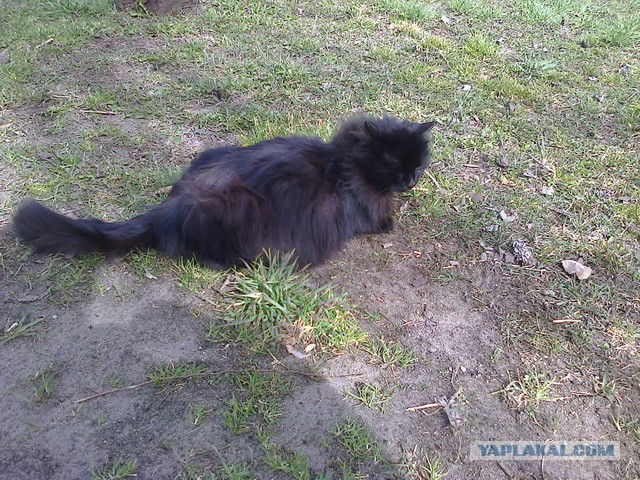 Котовторник 22.07.14
