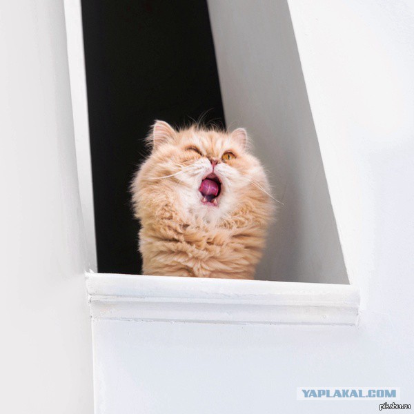 А у тебя есть фото твоей зевающей котейки ?