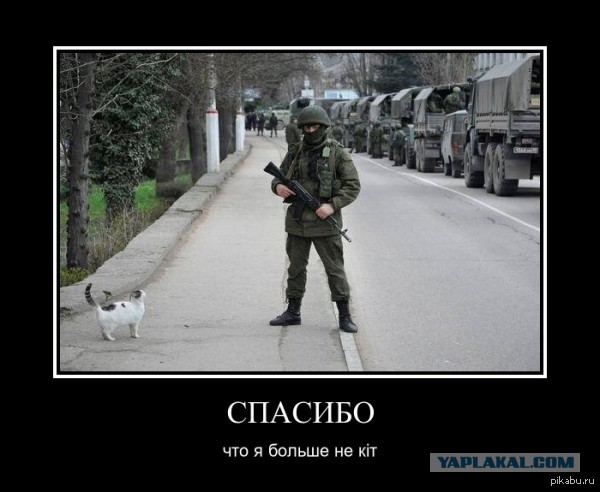 Коты бьют тревогу!