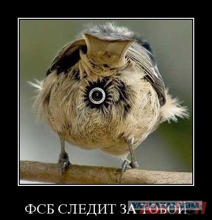 Большой брат не у дел