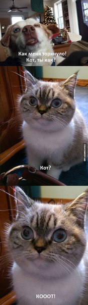 Картинки и демотиваторы