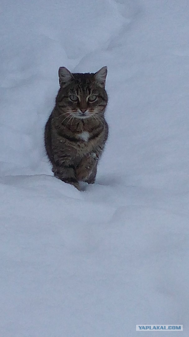 Котовторник