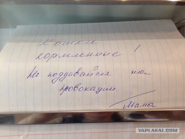 Котовторник 16.02.16