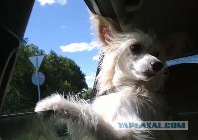 Подслушано