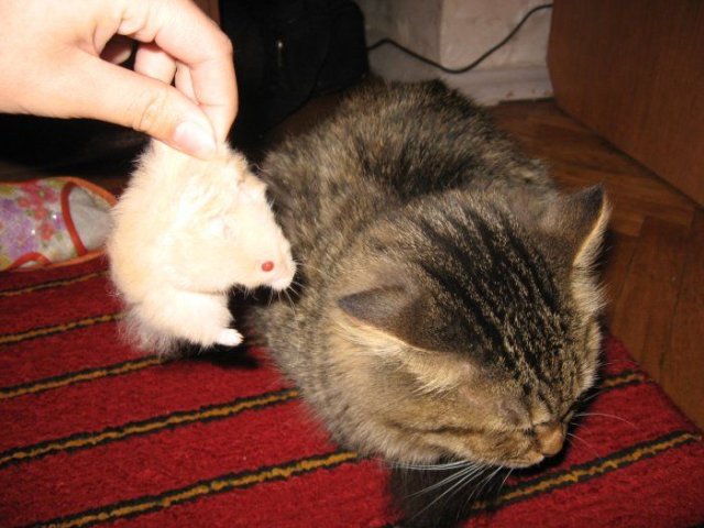 Вторничный котомёт