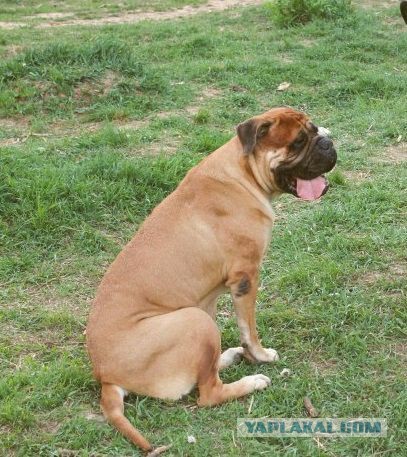 Страшно красивые терьеры