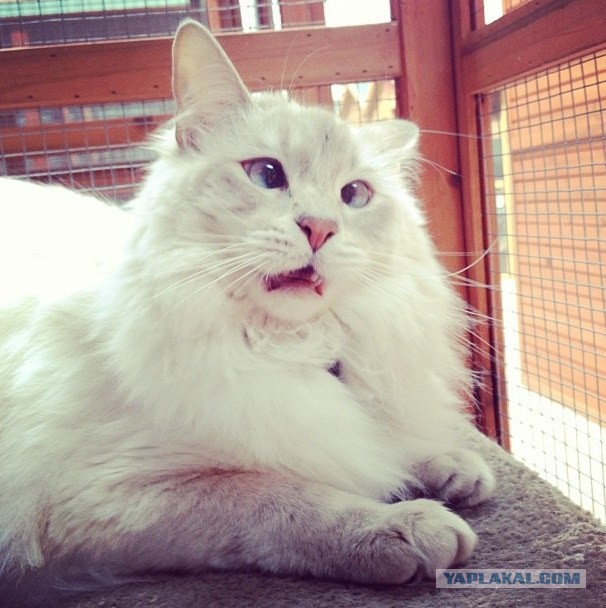 Заботливая Бритни