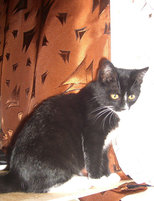Зимний котомёт