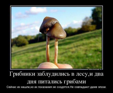 Заблудились в лесу? Главное не паникуйте
