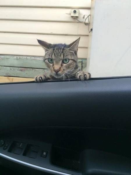 Коты из сети