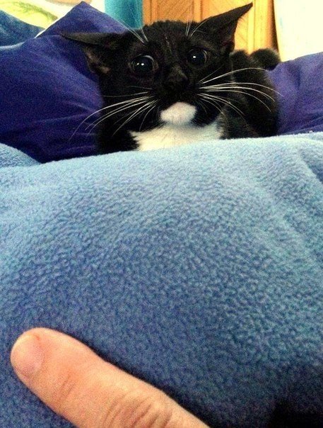 Коты из сети