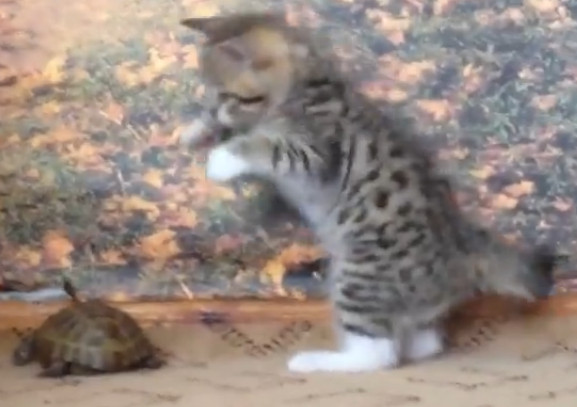 Кот атакует черепаху