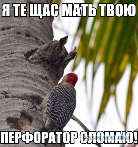 Знакомство двух филинов, которые никогда не видели себе подобных