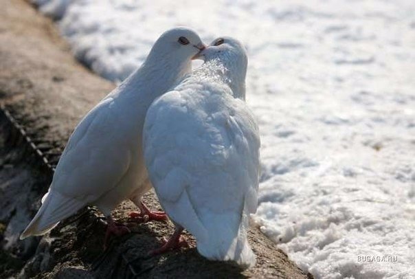 Самые смешные животные