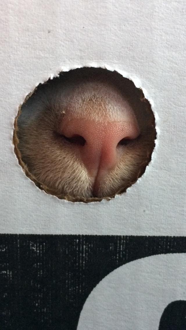 Коты и Кошки