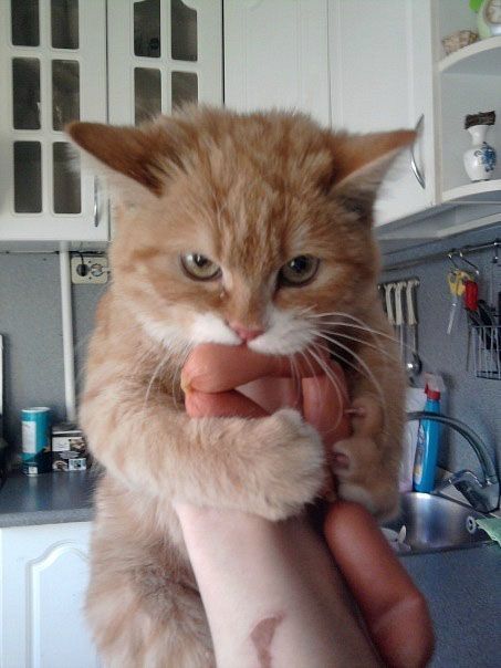 Коты и Кошки