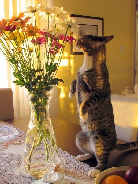 Коты и Кошки