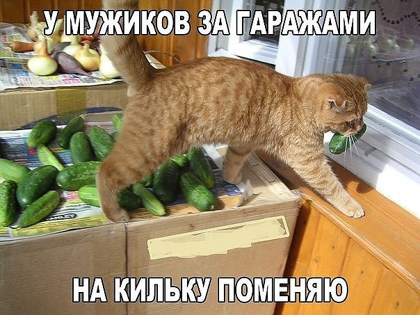 Картинки для поднятия настроения