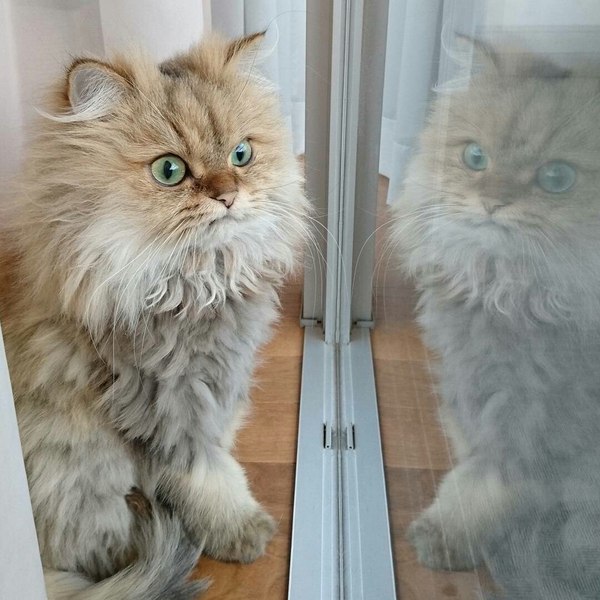 Коты и Кошки