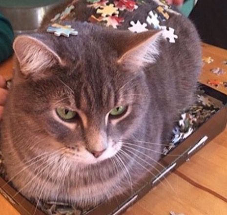 Коты и Кошки