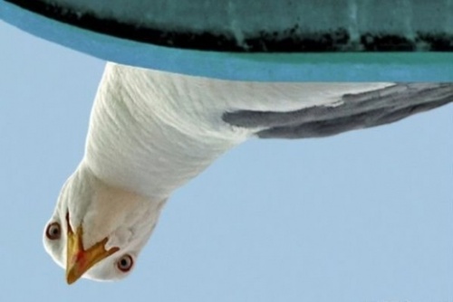 Наркоманских анекдотов с картинками