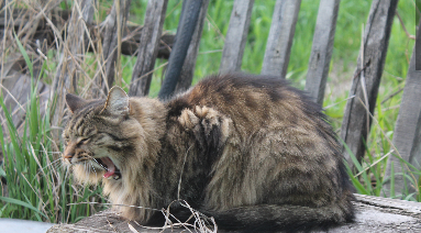 Котовторник 05.06.2018
