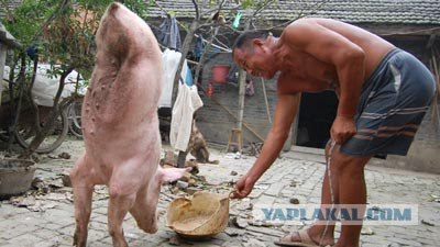 Cвинья умеющая ходить на двух ногах