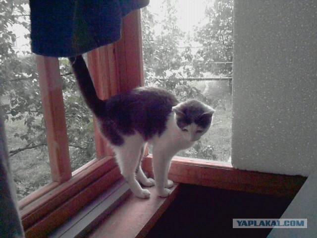 С котовторником !