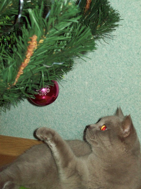 Первый КОТОВТОРНИК 2012