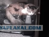 Котовторник (15.05.2012)