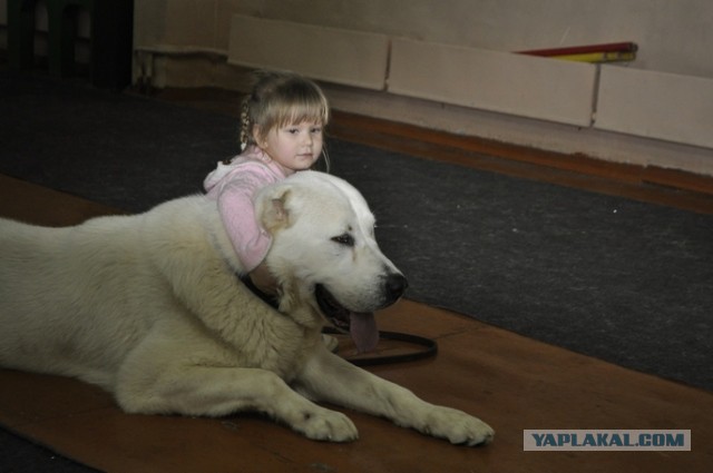 На Урале бойцовая собака загрызла прохожего