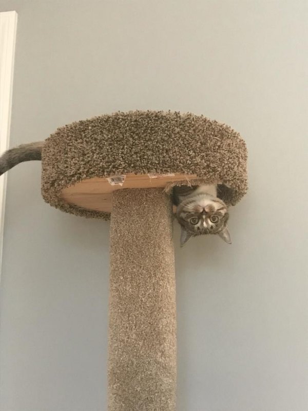 Не на всякого кота гравитация может воздейстовать! Им вообще плевать на законы физики