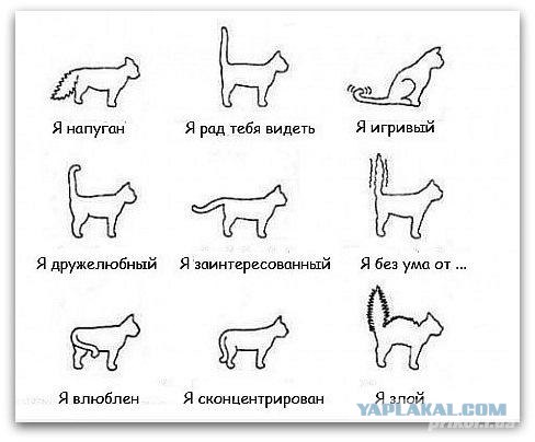 Проверка на стрессоустойчивость кота...