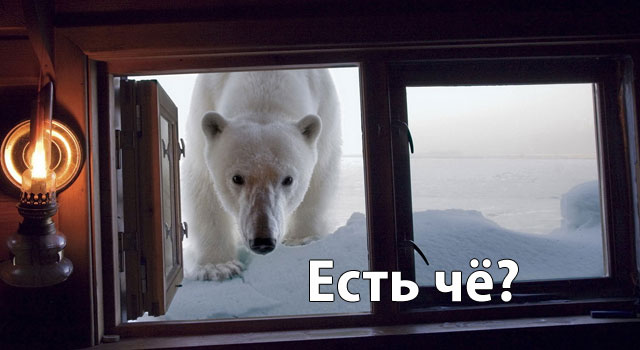 Голодный мишка и консерва, (BBC cameraman)