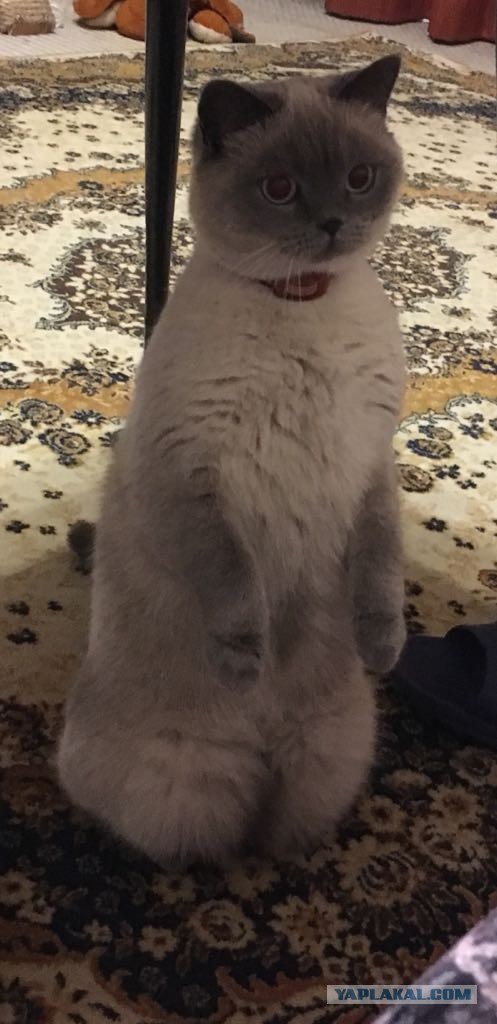Котики не имеют национальности!!