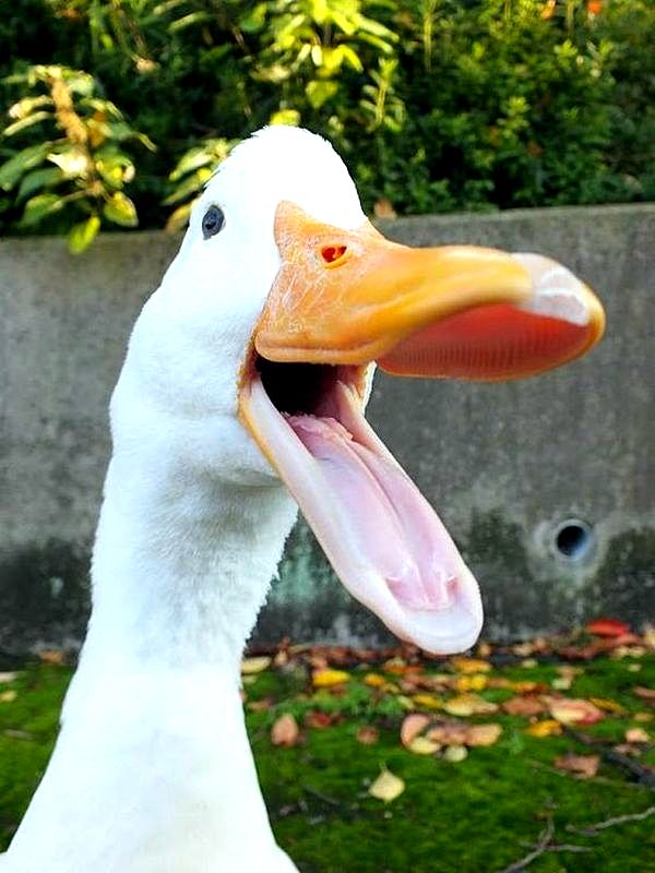 Картинки гуся на аву