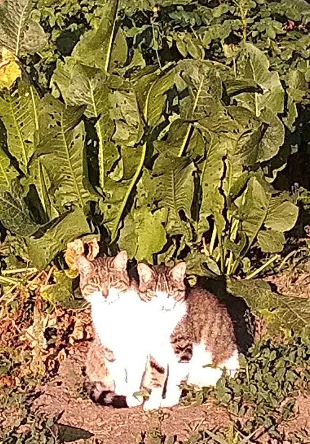 Котёнок Батон приветствует ЯПовцев