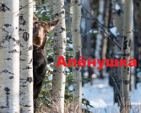 Немного позитива: фото смешных зверей