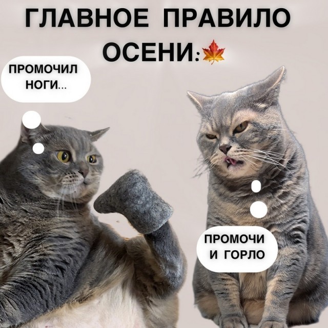 Веселые картинки к пятнице